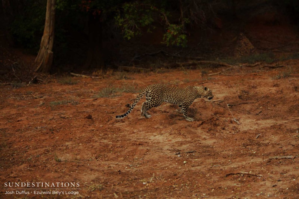 Van Wijk's pursuing Manana and her kill