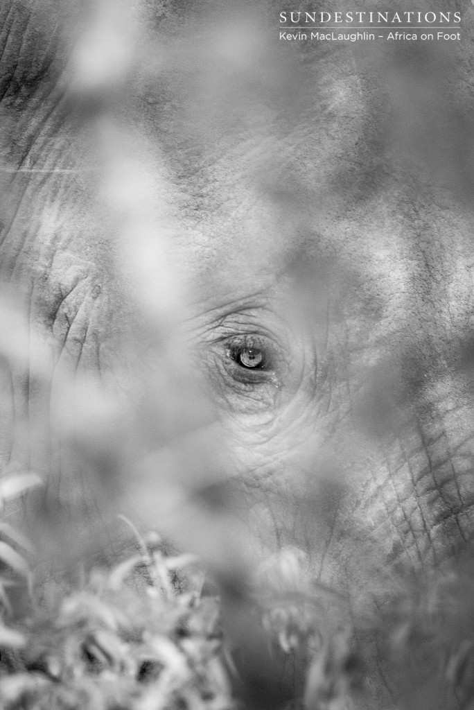 Looking into the soul of an elephant through the colourless branches of a drought-striken tree