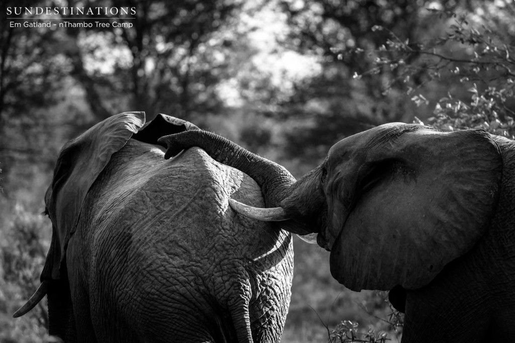 Two wrinkled elephants walk in unison through the stark bush, paying gentle attention to one another