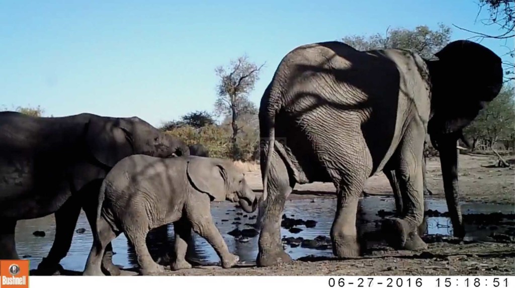 Elephant herd surrounds the waterhole