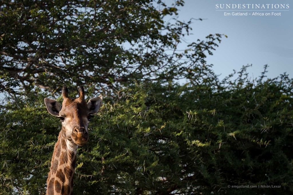 The earth's tallest mammal gazes down at the world through a beam of sunlight