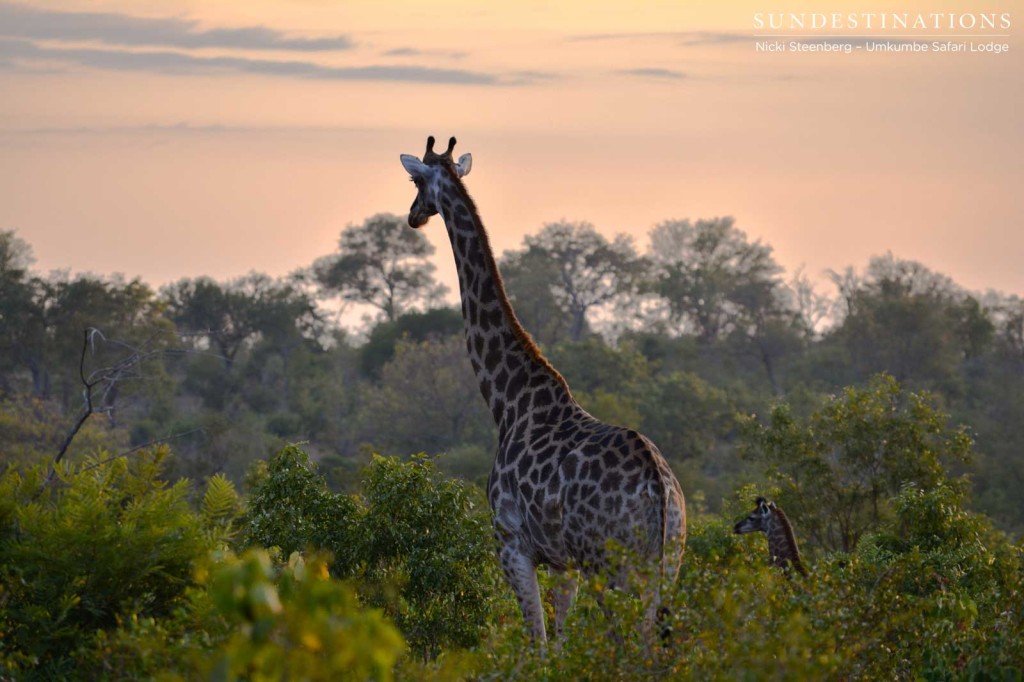 A mother giraffe leads its newborn through the thicket and into the blossoming sunset