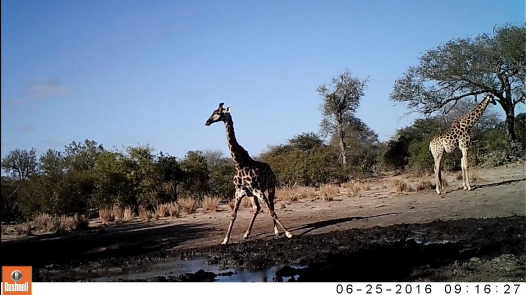 Two giraffes drink at the waterhole before getting spooked and disappearing back into the bush