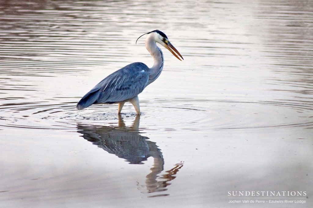A grey heron contemplates its handsome reflection in the rippled surface of the water 