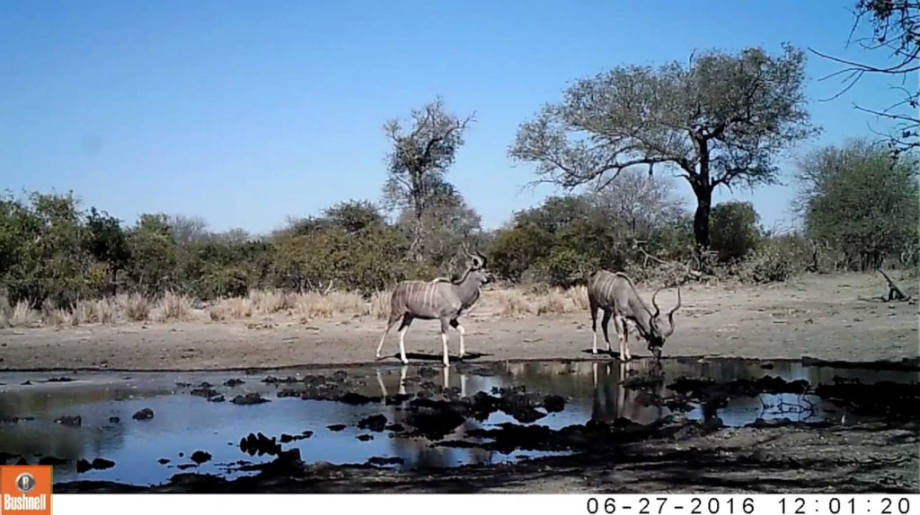 A pair of kudu bulls enjoy a peaceful drink at Twin Pans