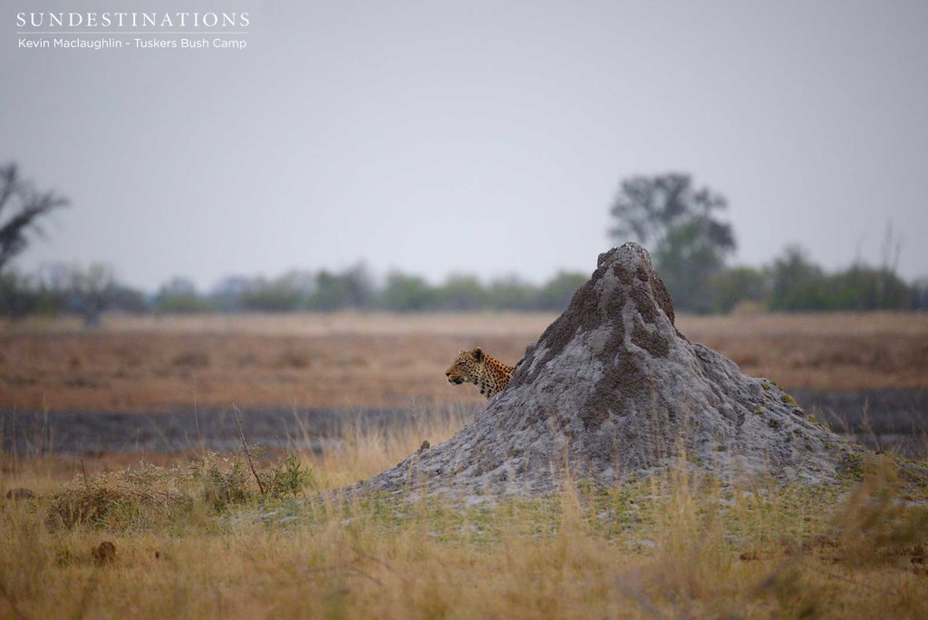 A leopard emerges from its hiding place behind a termite mound in Moremi Game Reserve