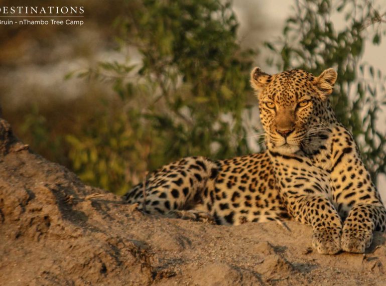 Leopardess Cleo Poses Perfectly for Photos