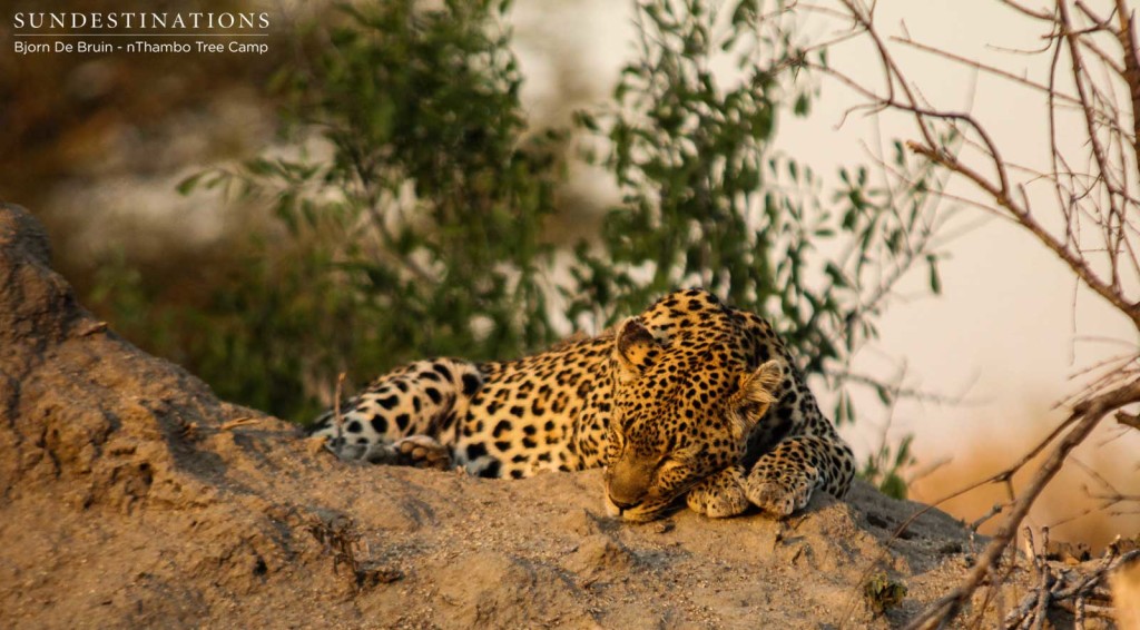 Cleo napping before a night time hunt