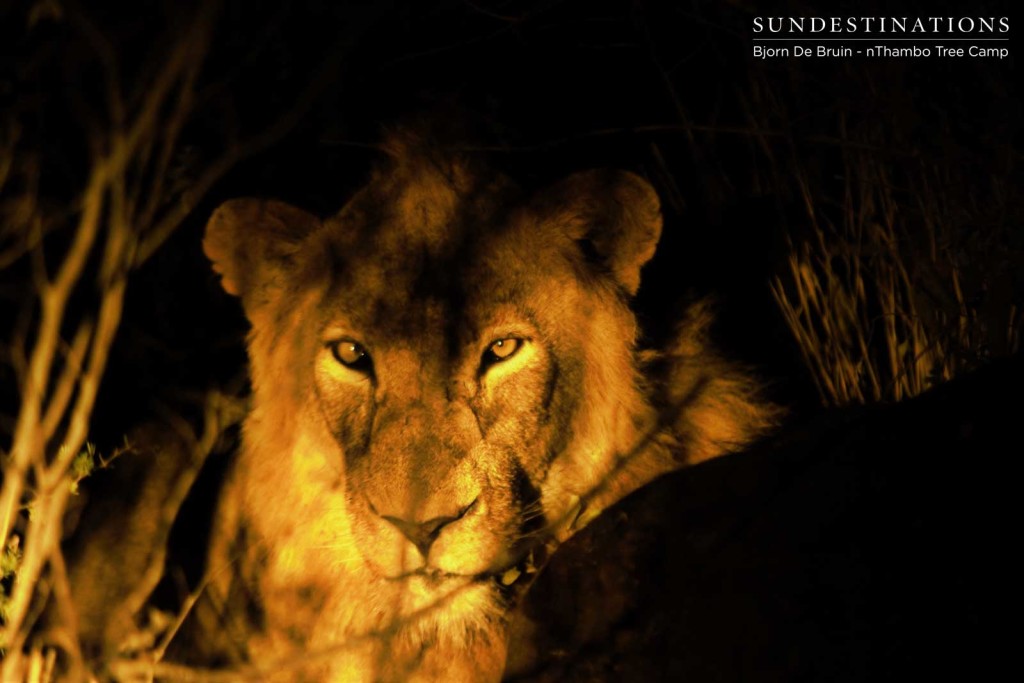 Mapoza male lion lying in the grass