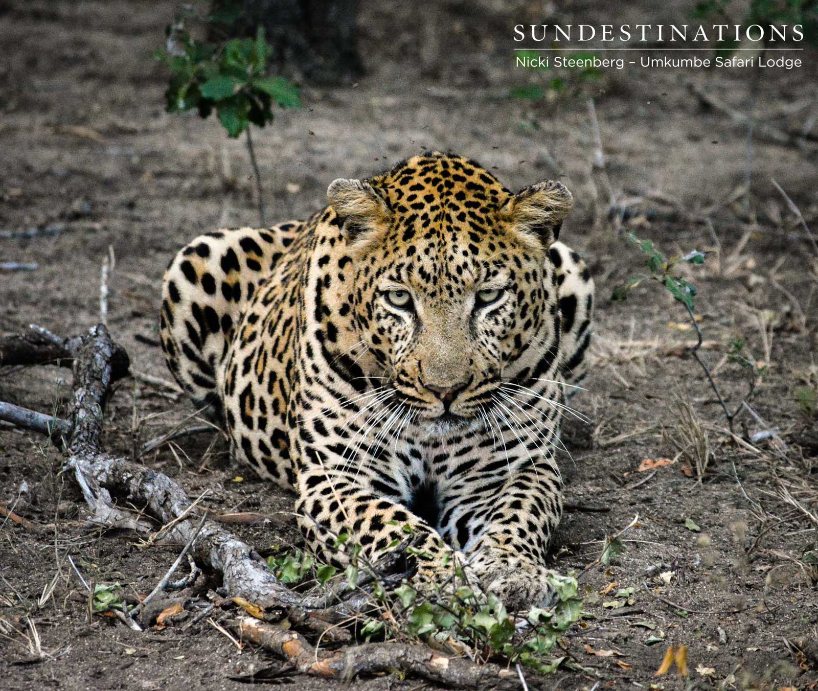Ndzandzeni Sabi Sand Leopard 