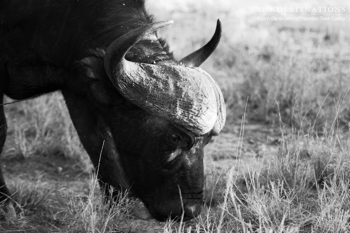 nThambo Buffalo Bull