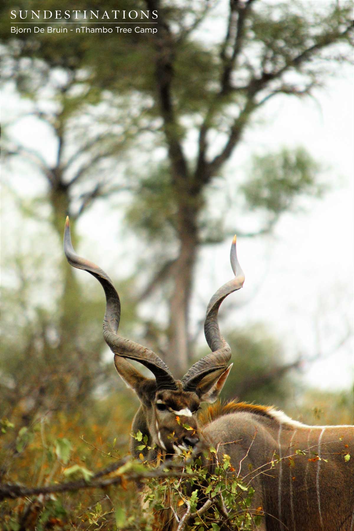 nThambo Kudu Bull