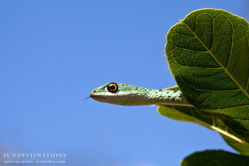 A spotted bush snake peers out over the edge of a broad leaf and ponders its next move
