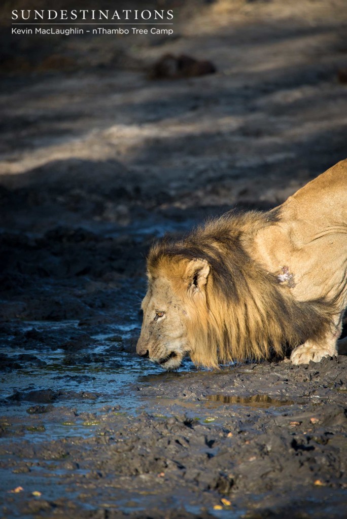 One of the Trilogy male lions leans towards a shallow pan to drink in the remaining muddy water