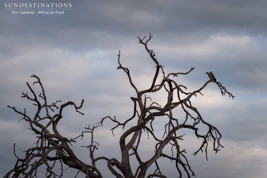 A white-backed vulture perches, hunched, on the bare branches of a perished tree while the heavens above deliberate over a storm above