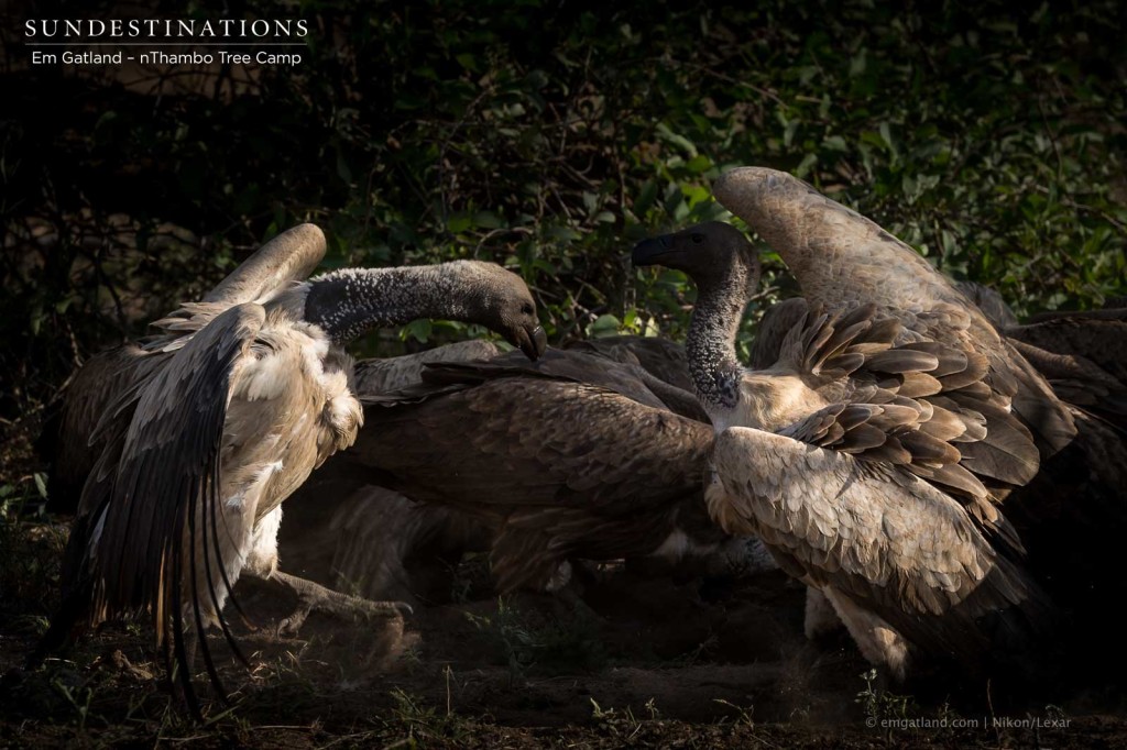 White-backed vultures squabble over a buffalo carcass in a flutter of heavily feathered wings