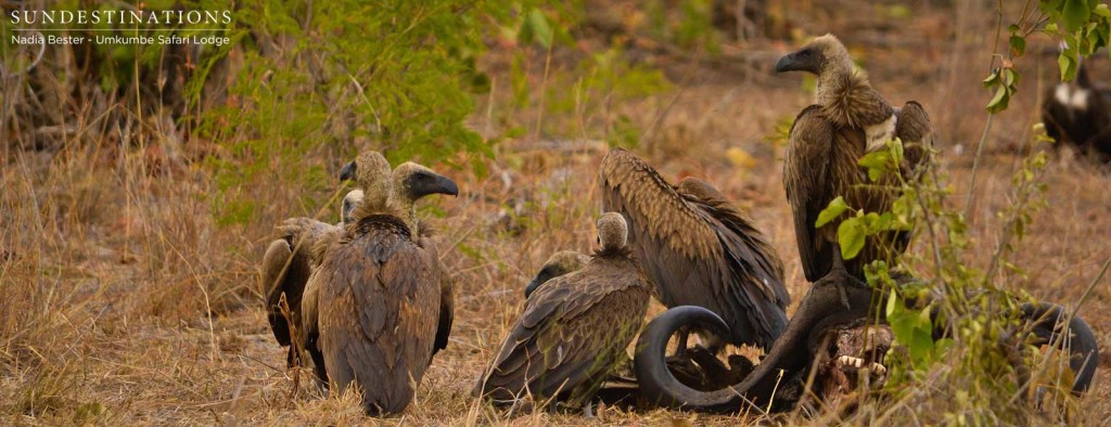 The scavengers of the bush feed hungrily on the remains of a buffalo