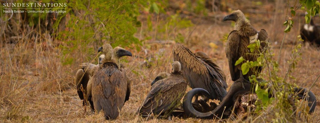 The scavengers of the bush feed hungrily on the remains of a buffalo