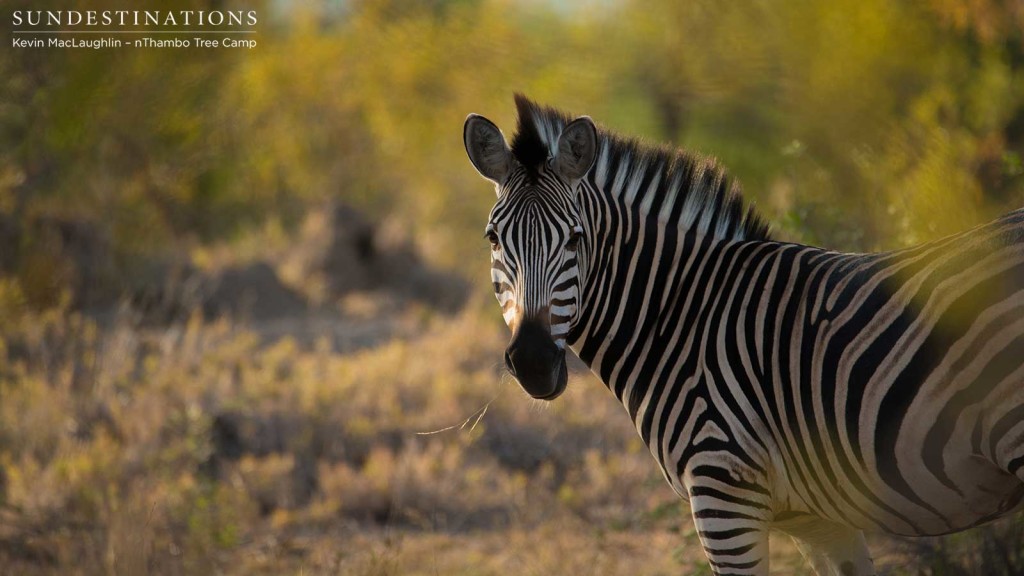 The golden hour captures one of Africa's most famously photogenic animals 