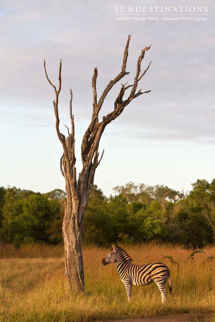A lone zebra captured alongside the skeleton of a tree