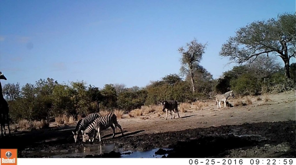 A herd of zebra joins a giraffe at the waterhole