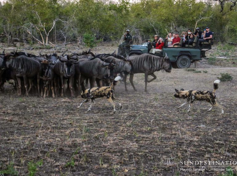 African Wild Dogs Chase Wildebeest at Umkumbe