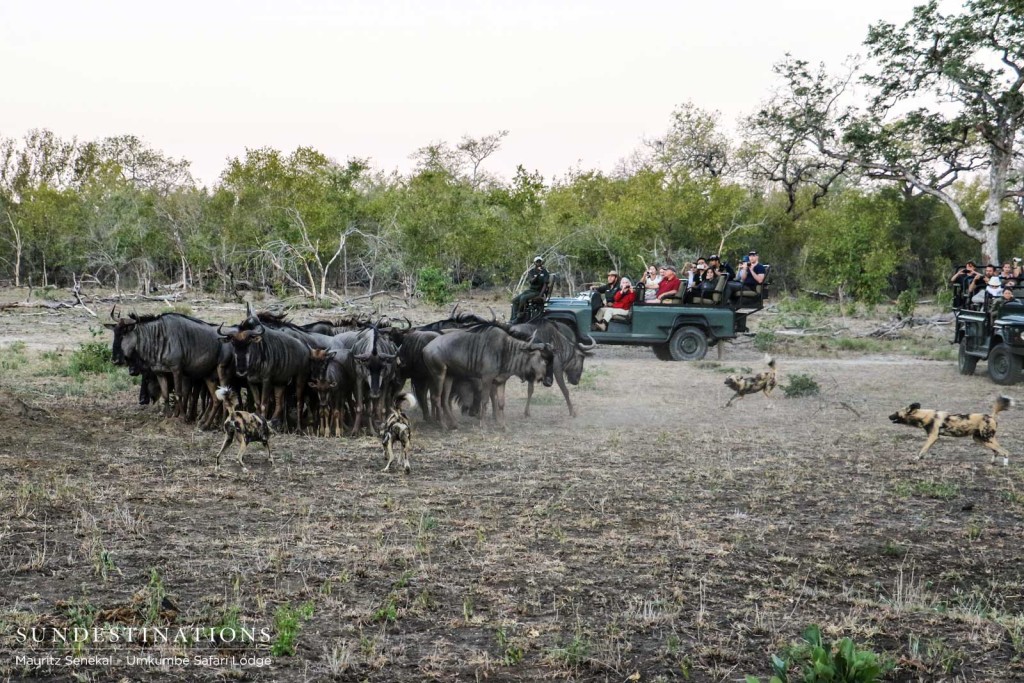 Umkumbe guests look on as a pack of African wild dogs intimidate a herd of wildebeest in the Sabi Sand