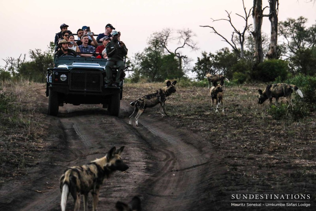 Umkumbe guests look on as a pack of African wild dogs intimidate a herd of wildebeest in the Sabi Sand