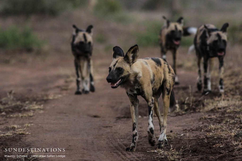 African wild dogs on the move, panting and trotting after their attempt at tackling a wildebeest
