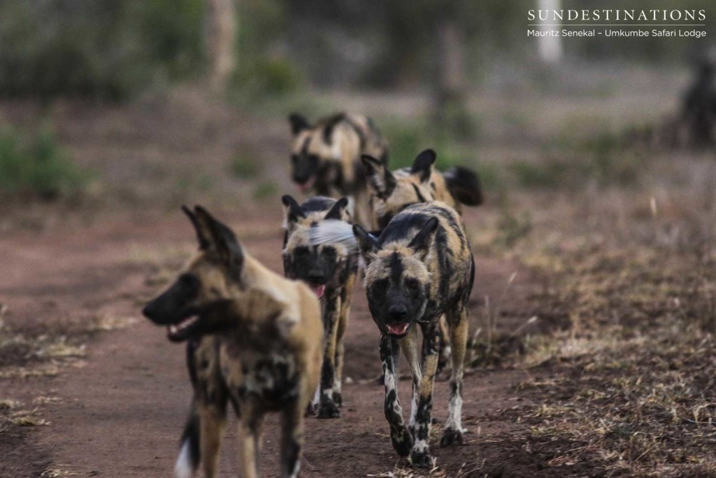 African wild dogs on the move, panting and trotting after their attempt at tackling a wildebeest