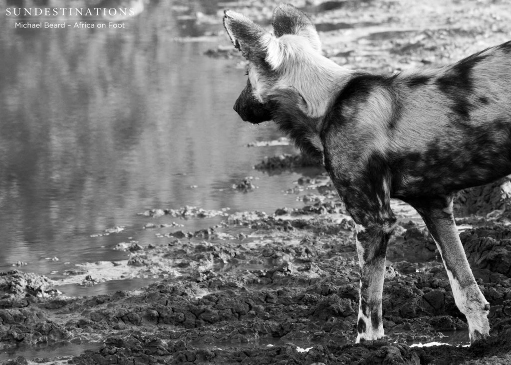 The endangered African wild dogs are a privilege to have in the area, and they are beginning to bring their pups into the open