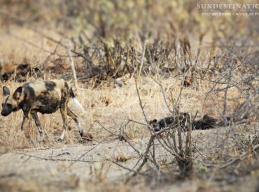 Last year we were lucky enough to have an African wild dog den established near to Africa on Foot and nThambo Tree Camp, and for a period of time we got to enjoy the adorable presence of a couple of wild dog pups stumbling around the den and being fed regurgitated meat by the adult […]