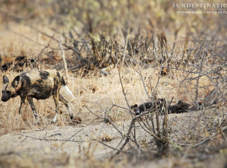 New Wild Dog Den with Pups in Klaserie