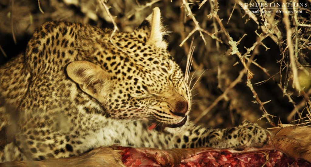 Ross Dam's female cub feasting on an impala kill