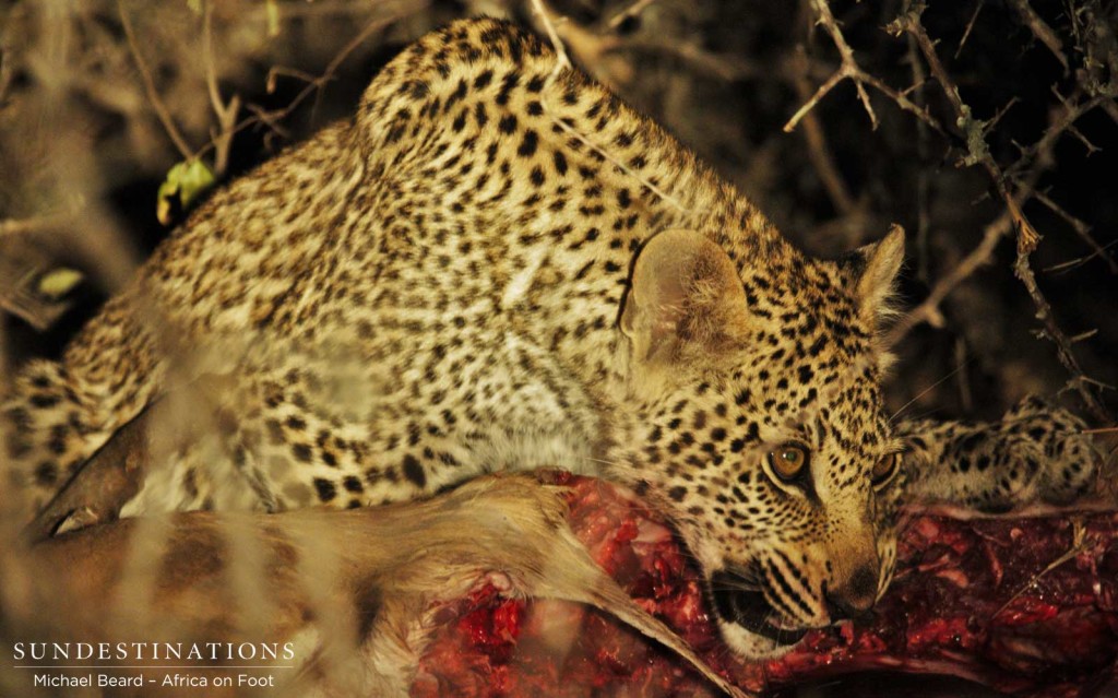 Ross Dam's female cub feasting on an impala kill