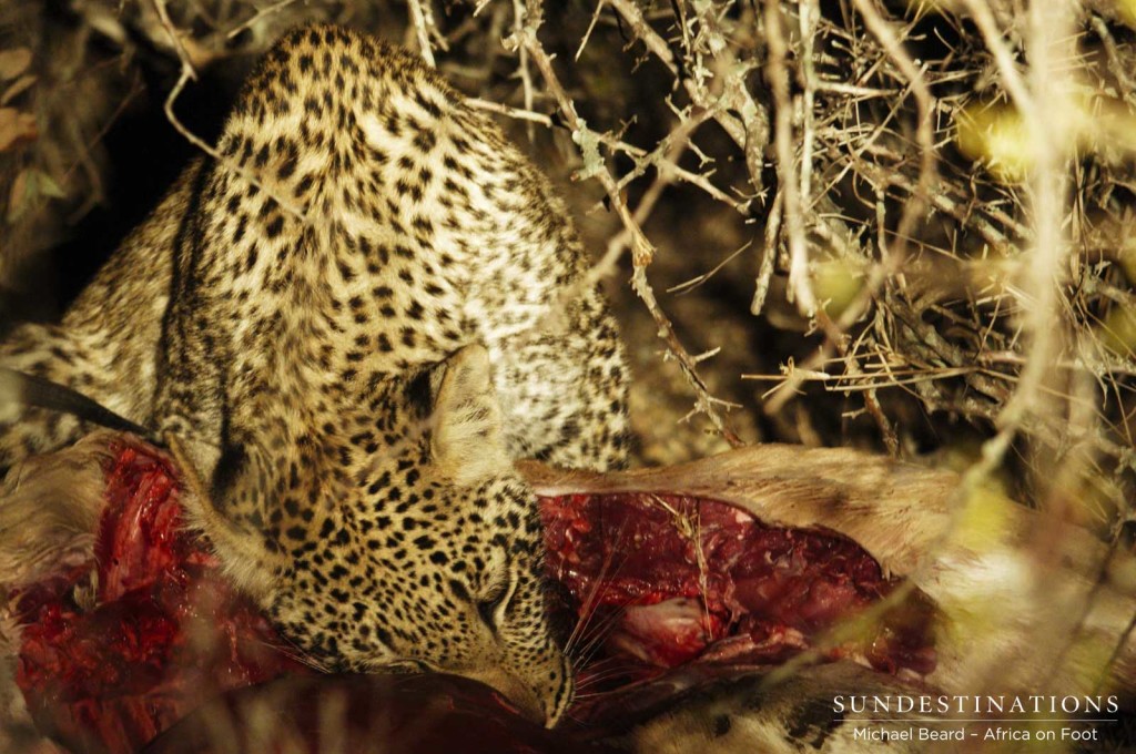 Ross Dam's female cub feasting on an impala kill