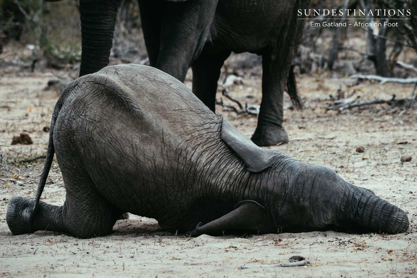 Elephant Takes a Nap