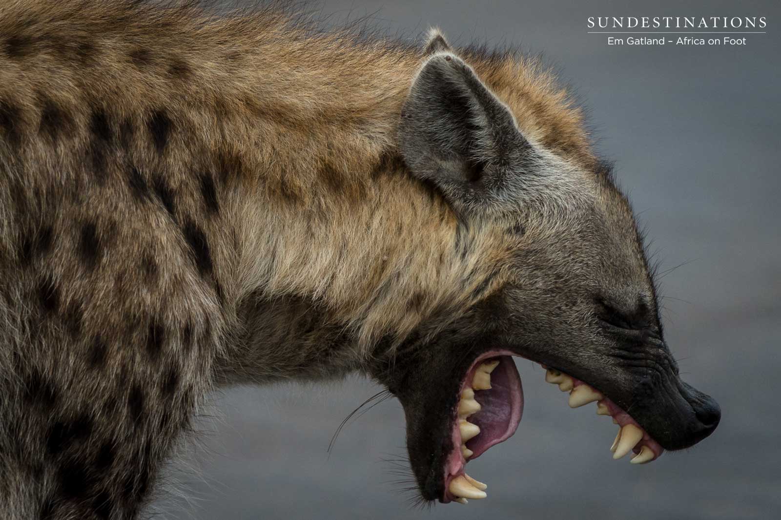 Hyena Laughing