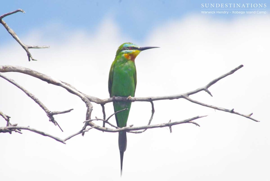 Blue-cheeked beeater