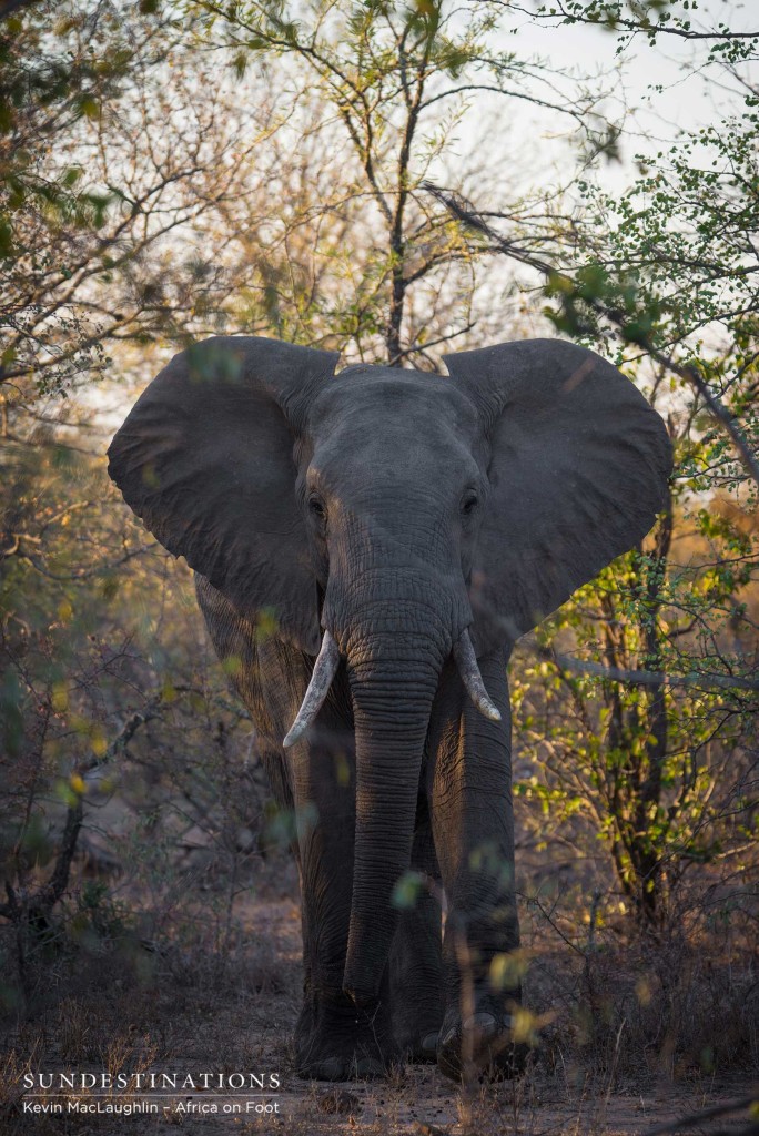 Statuesque elephant