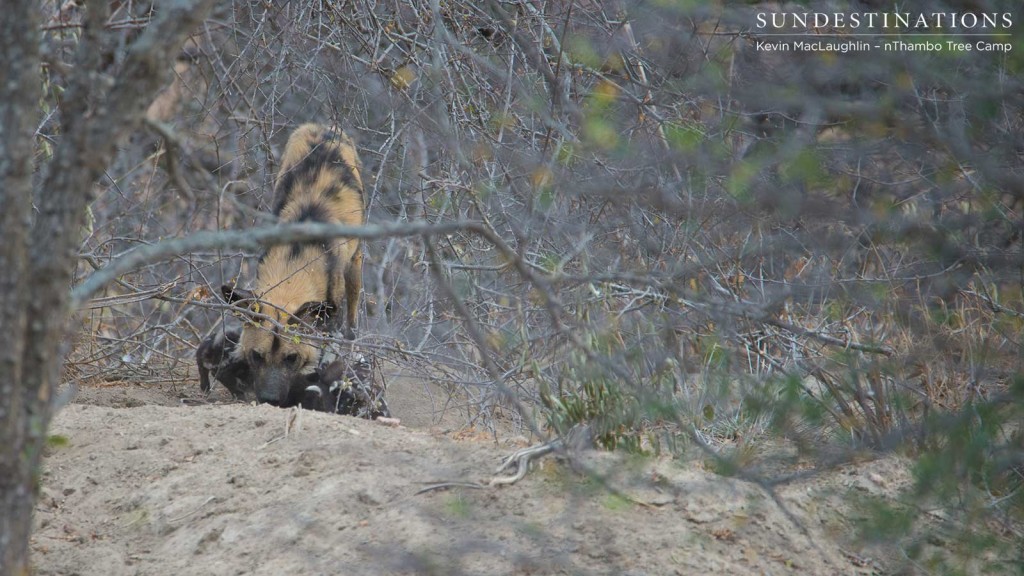 An eruption of twittering, squeaking sounds fills the air as the pups emerge from the den