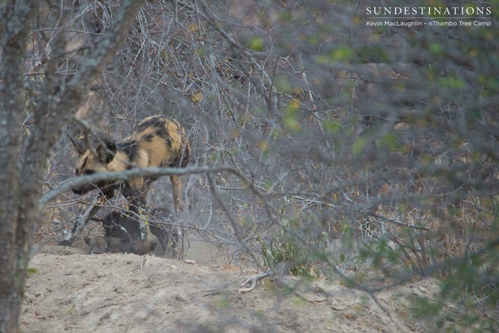 The adult dog leads the pups away from the entrance of the den