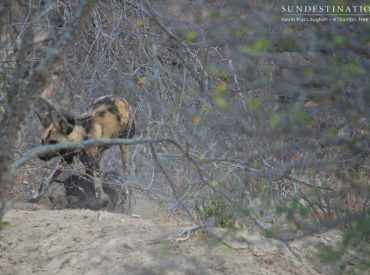 The little African wild dogs we’ve been going, well, wild about became a spectacle of ‘ooh’s and ‘aah’s yesterday afternoon as guests from nThambo Tree Camp enjoyed watching them emerge from the den. The 3 adult dogs of the pack were reportedly seen on the hunt a little way away, and when we arrived at the den […]