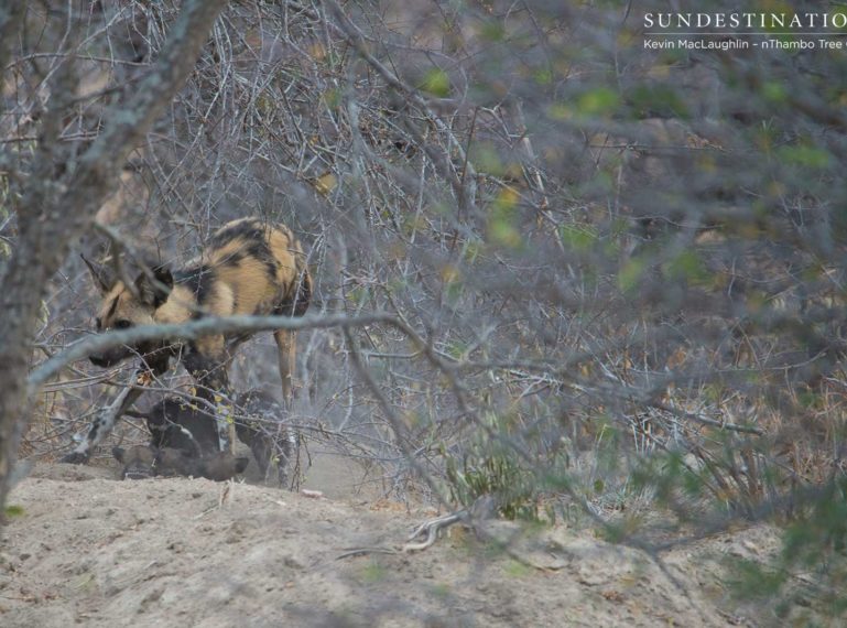 Wild Dog Pups Come Out of the Den