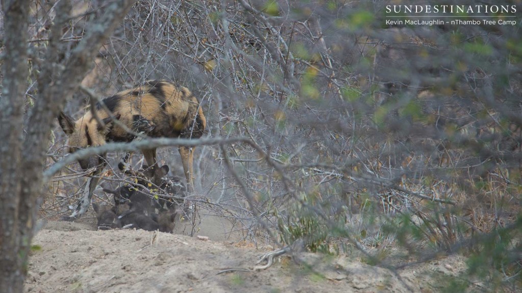 The pups follow the adult male dog as he turns and leaves the den entrance