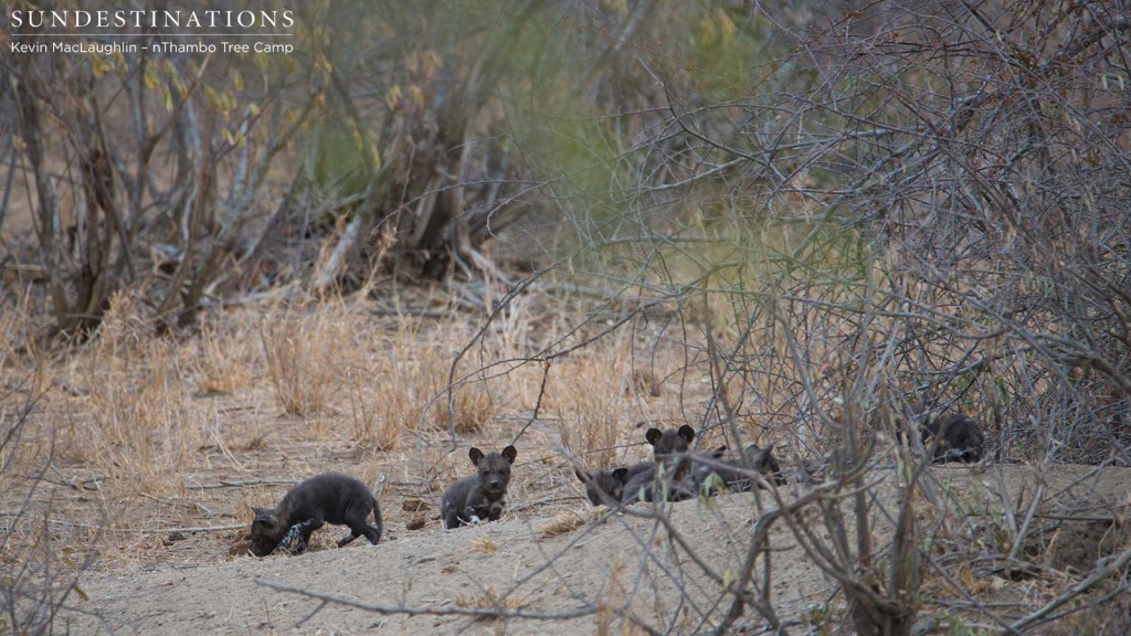 Total of 8 pups counted at this sighting