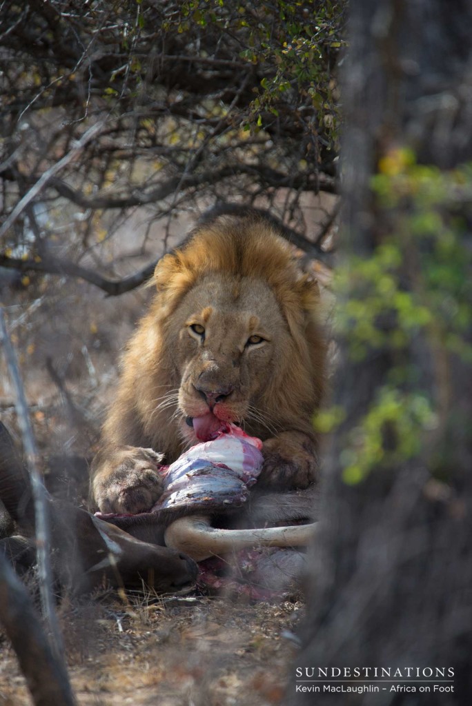 Mapoza male feeding on a kudu