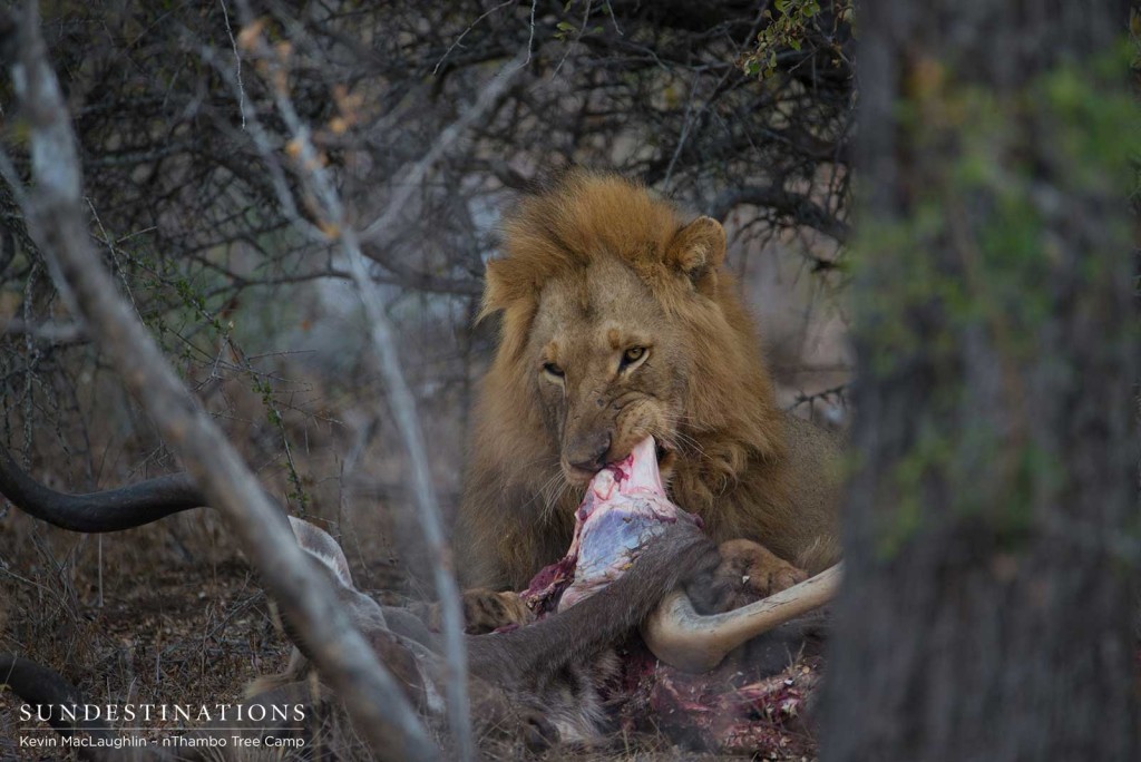 Mapoza male feeding on a kudu