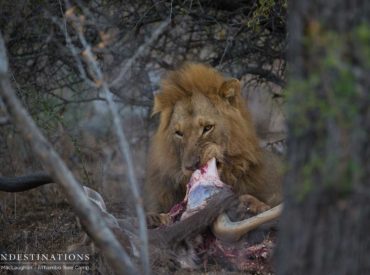 Lion tension continues in the Klaserie! The arrival of the Mapoza male lions sent things into a tailspin in the kingdom of the Trilogy males. Since this pair of unknown lions, now known as the Mapozas, arrived on the block we’ve seen them mating with the Ross Breakaway lionesses, Mabande lying low and then emerging […]