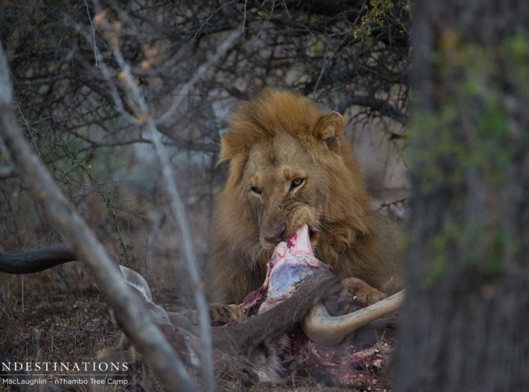 Mapoza Males & Breakaway Lionesses on Kudu Kill